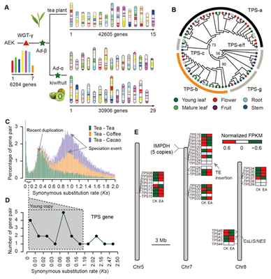 我室在茶樹(shù)基因組研究領(lǐng)域取得重要新突破，助力茶葉科學(xué)基礎(chǔ)研究與產(chǎn)業(yè)發(fā)展